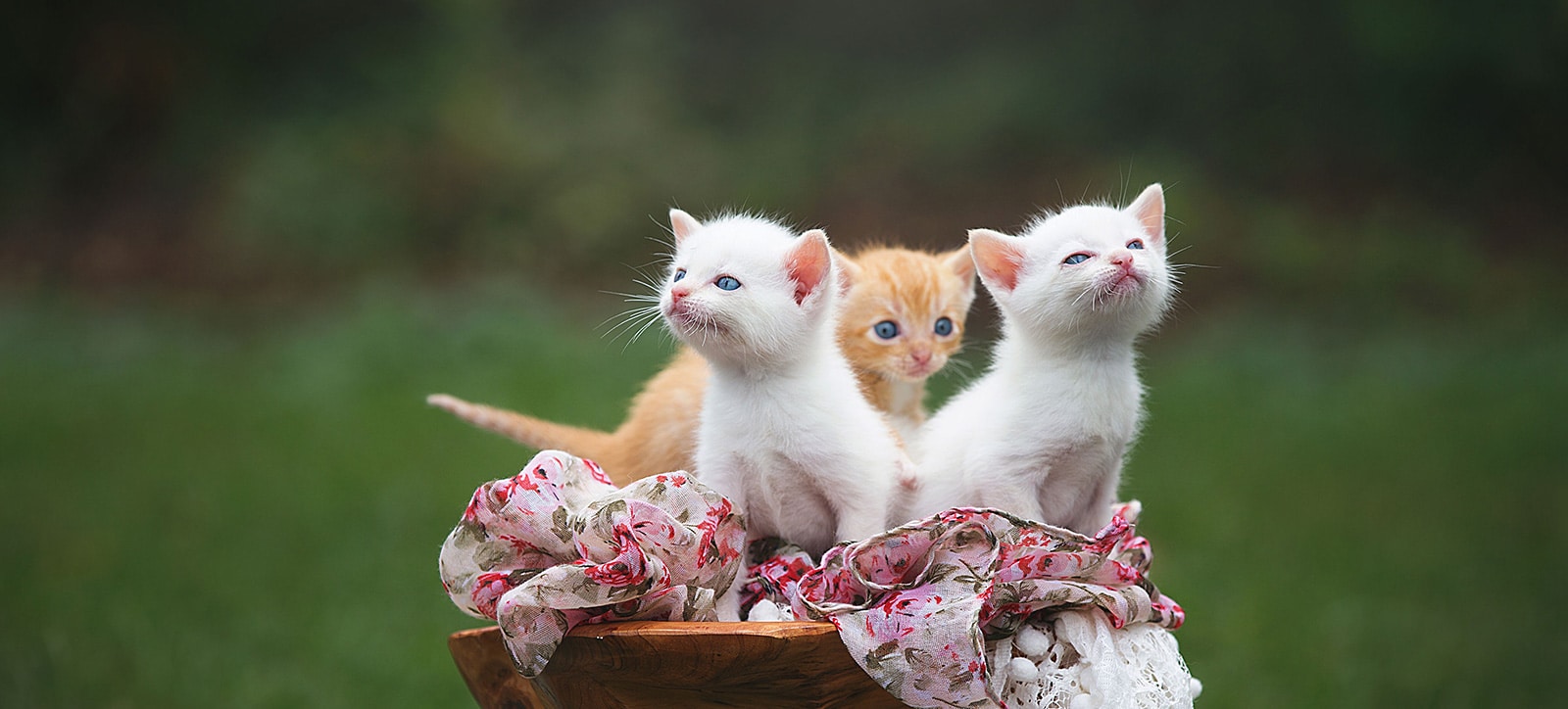 Kitty Kat Haven & Rescue Finding our feline friends furrever homes