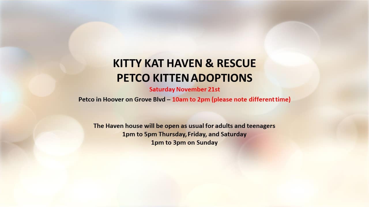 Kitty Kat Haven & Rescue Finding our feline friends furrever homes