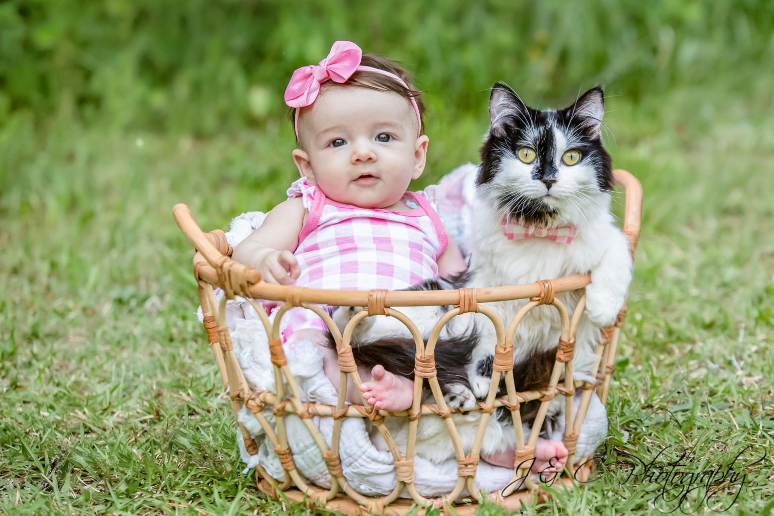 Kitty Kat Haven & Rescue Finding our feline friends furrever homes