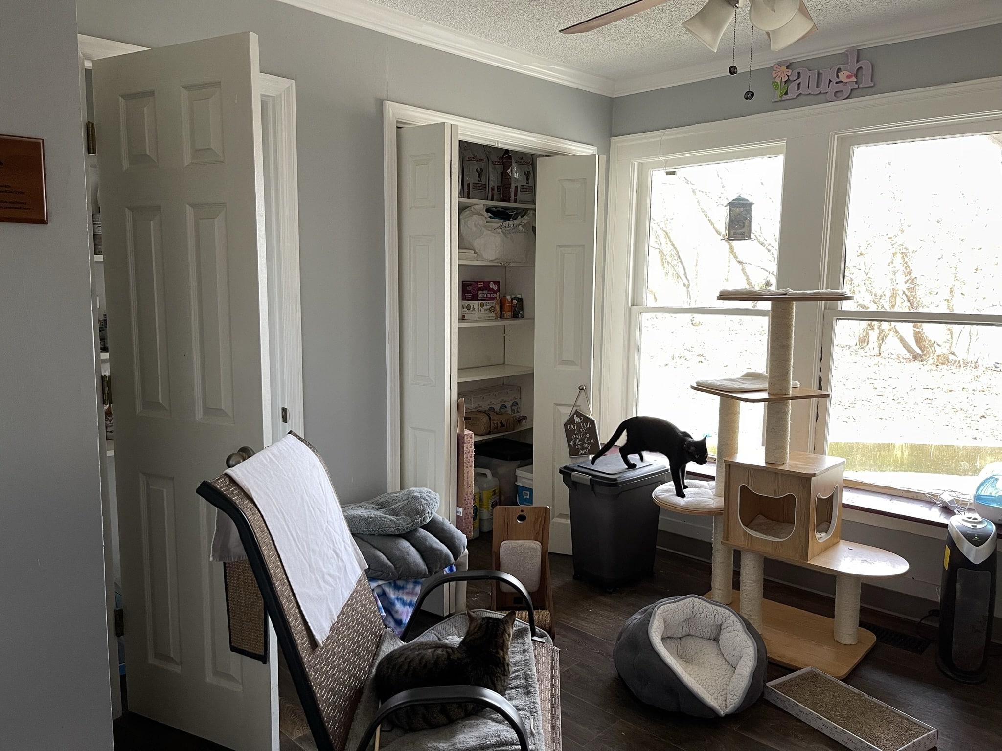 About Us Kitty Kat Haven & Rescue