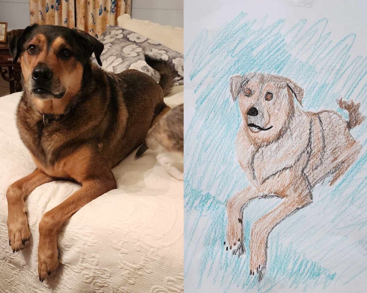 Adorkable Pet Portraits Kitty Kat Haven & Rescue